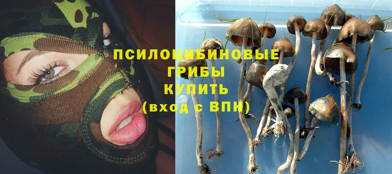 Псилоцибиновые грибы Magic Shrooms  купить   Красный Кут 